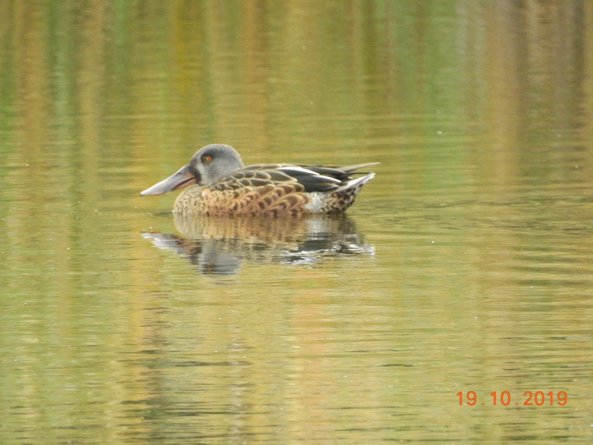 Canard souchet - ML183230151