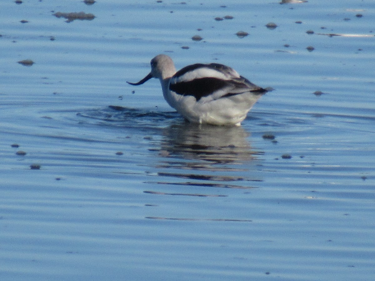 American Avocet - ML183232401