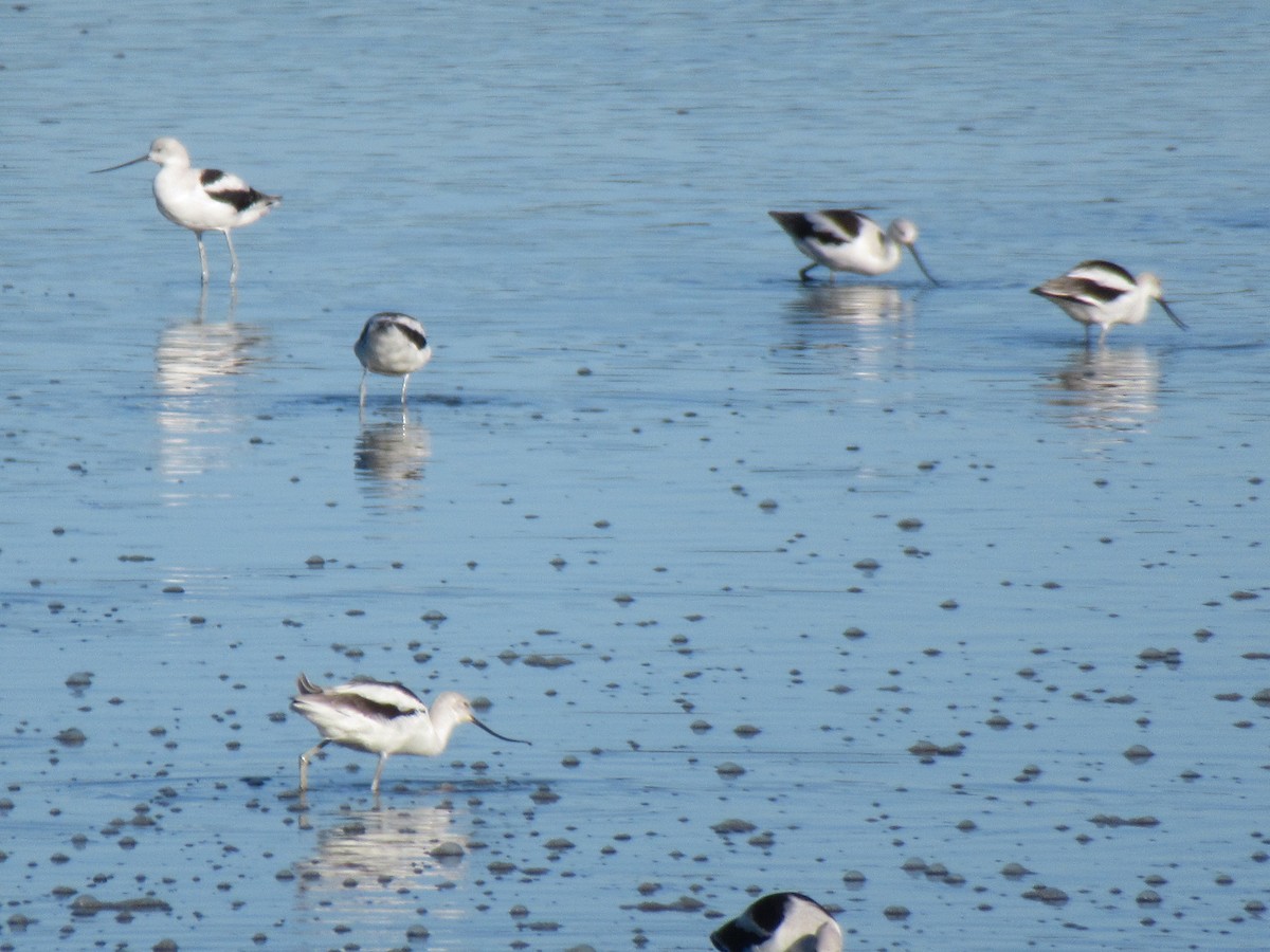 American Avocet - ML183232621