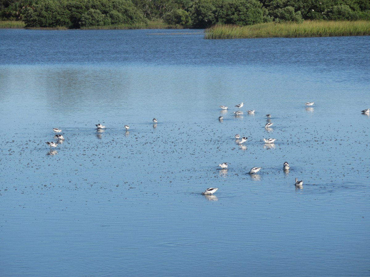 American Avocet - ML183232681