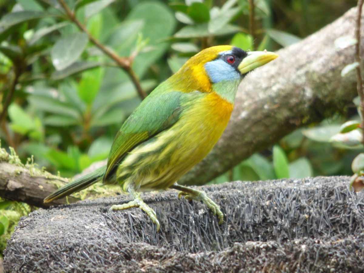 Red-headed Barbet - ML183233071