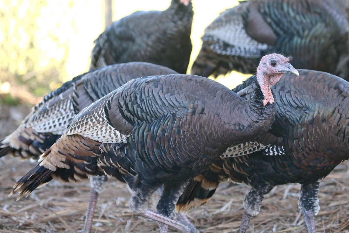 Wild Turkey - ML183233281