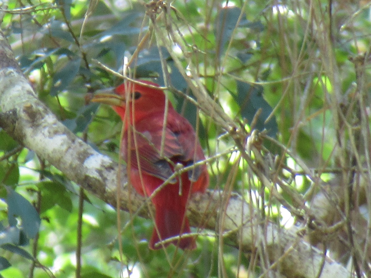 Summer Tanager - ML183233881