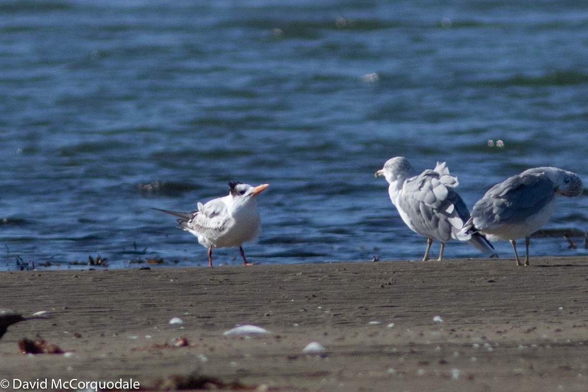 Royal Tern - David McCorquodale