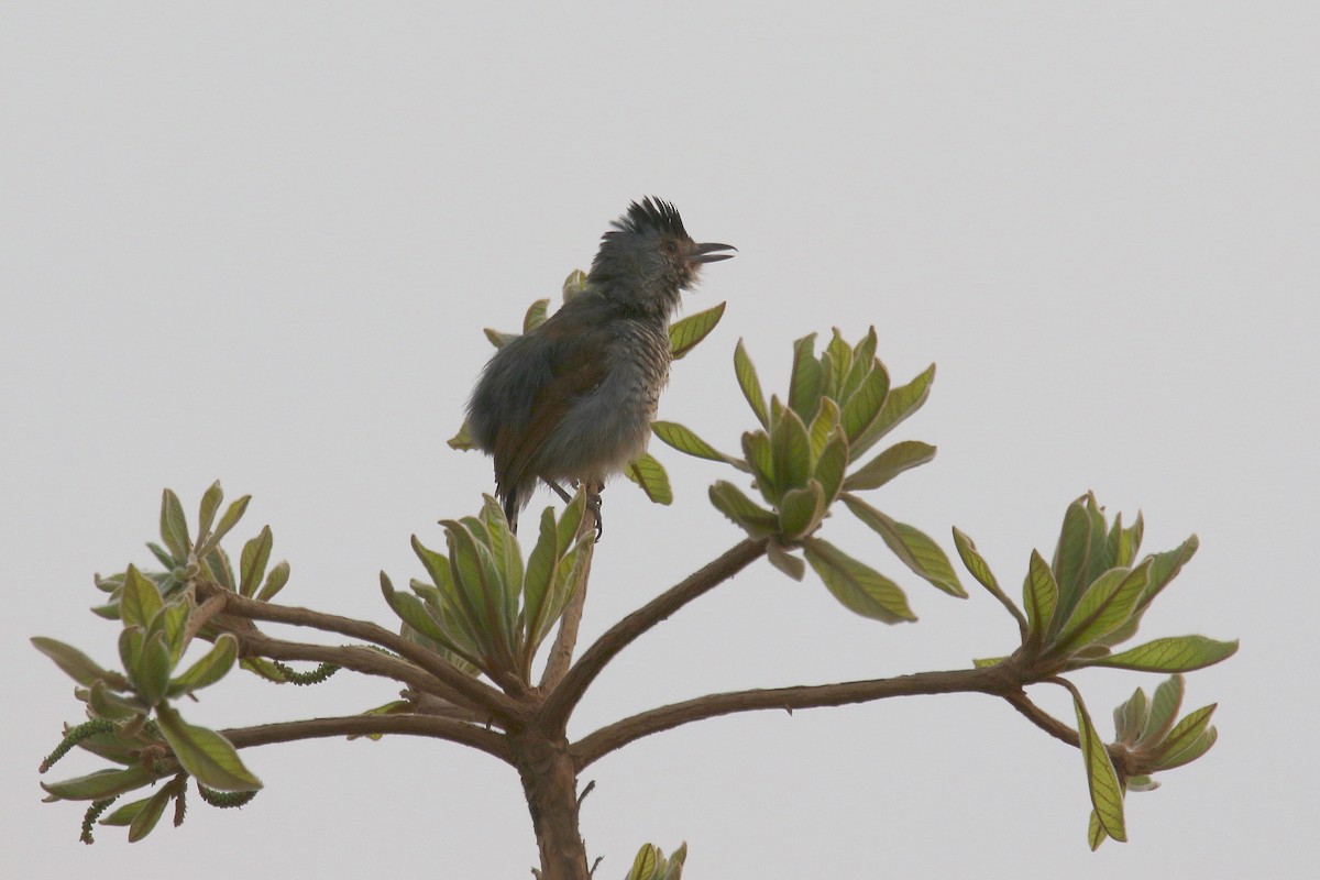 Rufous-winged Antshrike - ML183234721