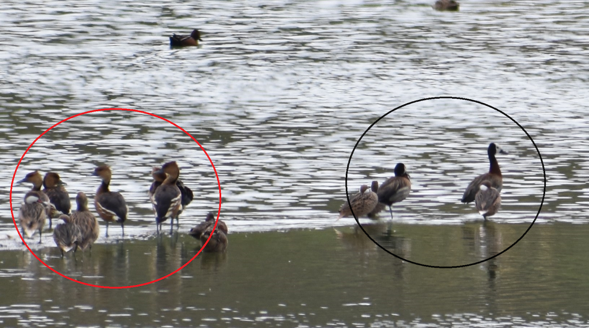 Fulvous Whistling-Duck - ML183236141