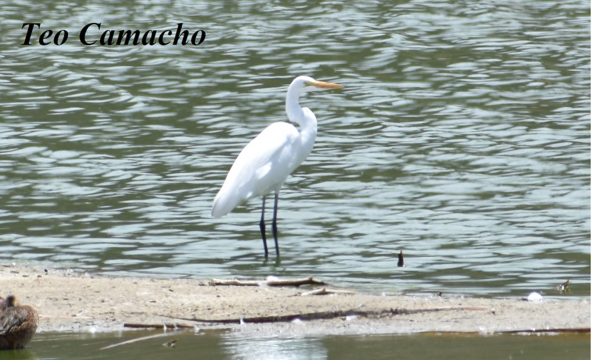 Great Egret - ML183236371