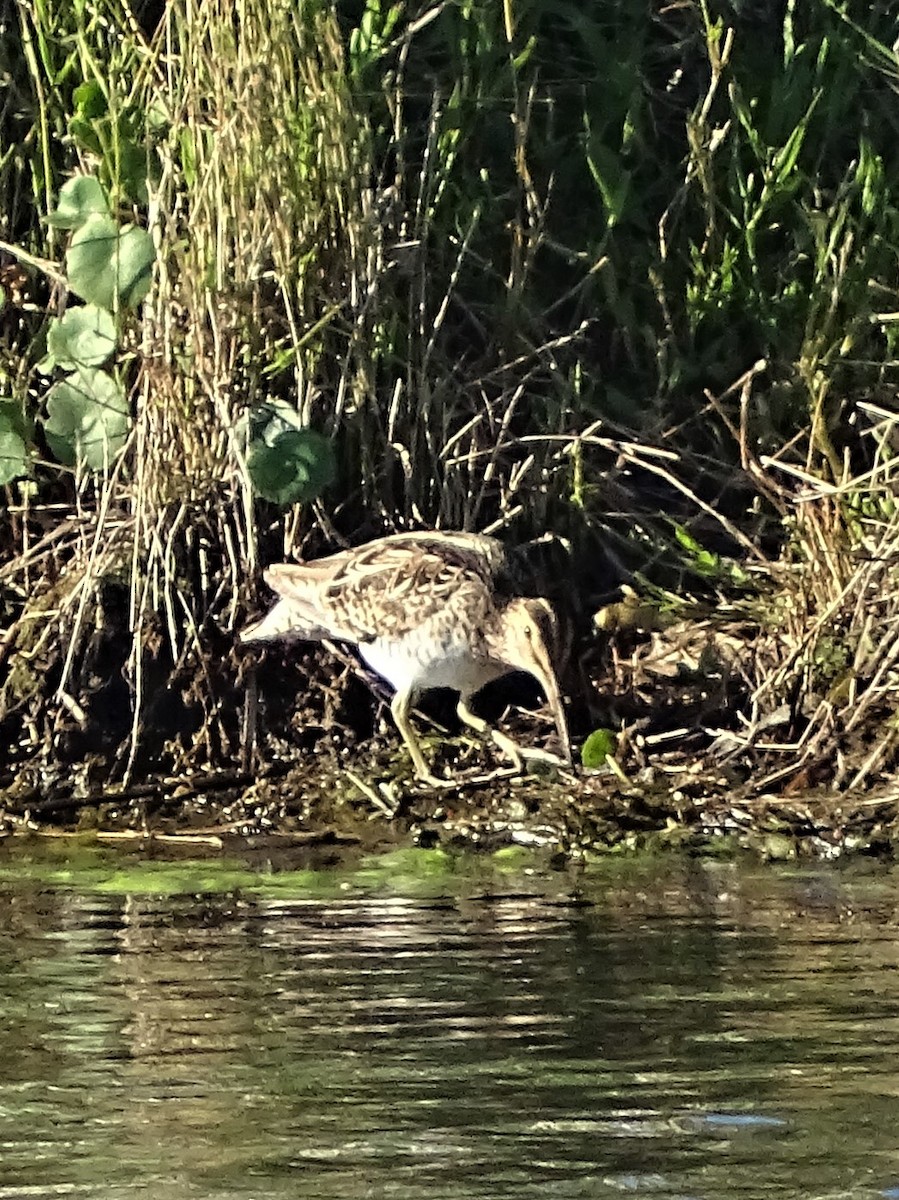 Latham's Snipe - ML183236471