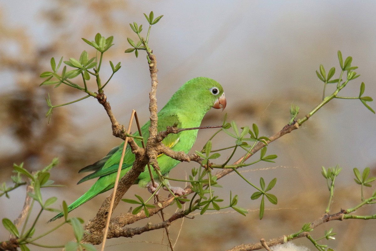 Yellow-chevroned Parakeet - ML183236521