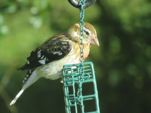 Rose-breasted Grosbeak - ML183236751