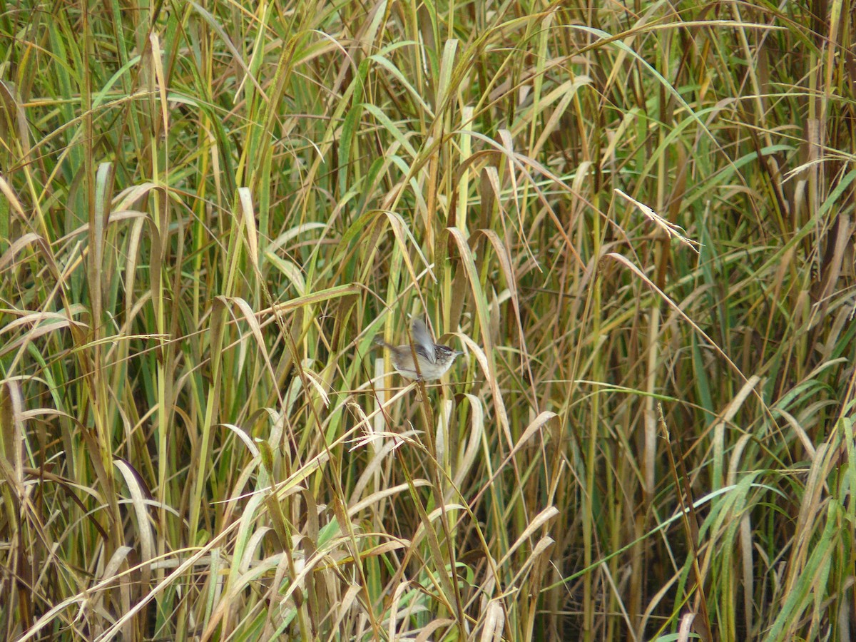 Marsh Wren - ML183238651