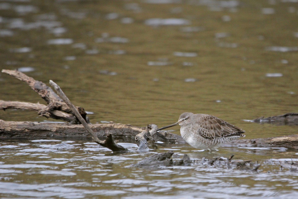 Long-billed Dowitcher - ML183239251