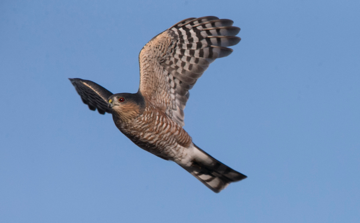 Sharp-shinned Hawk (Northern) - Brandon Holden