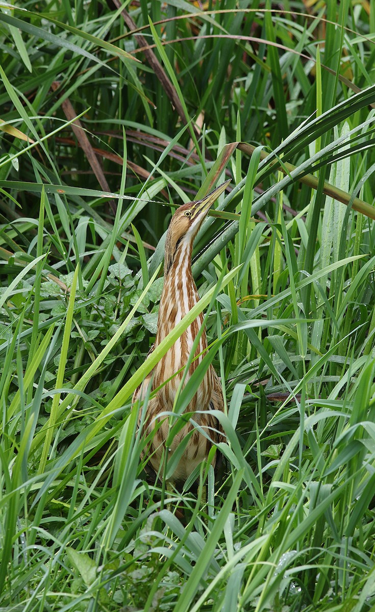 American Bittern - Marie O'Shaughnessy