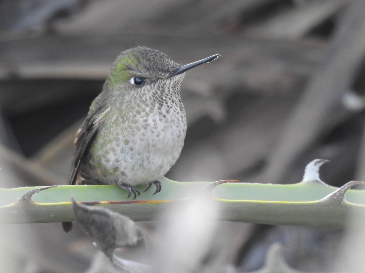 Green-backed Firecrown - ML183240391