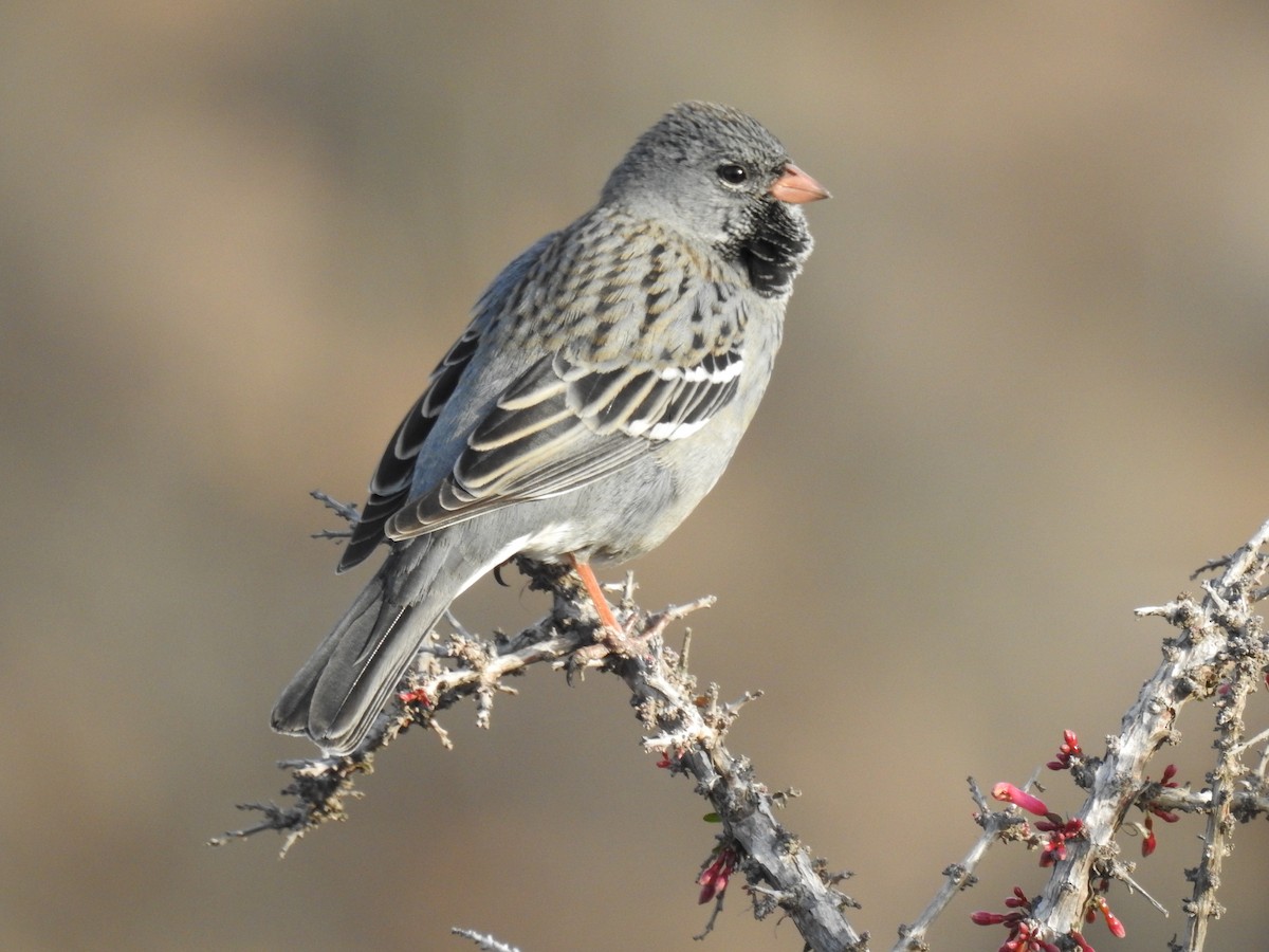 Mourning Sierra Finch - ML183240411