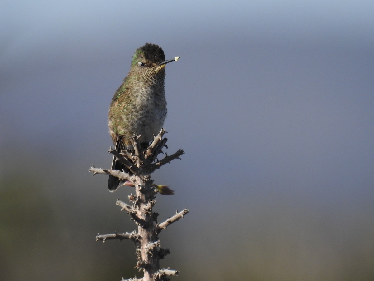 Green-backed Firecrown - ML183240671