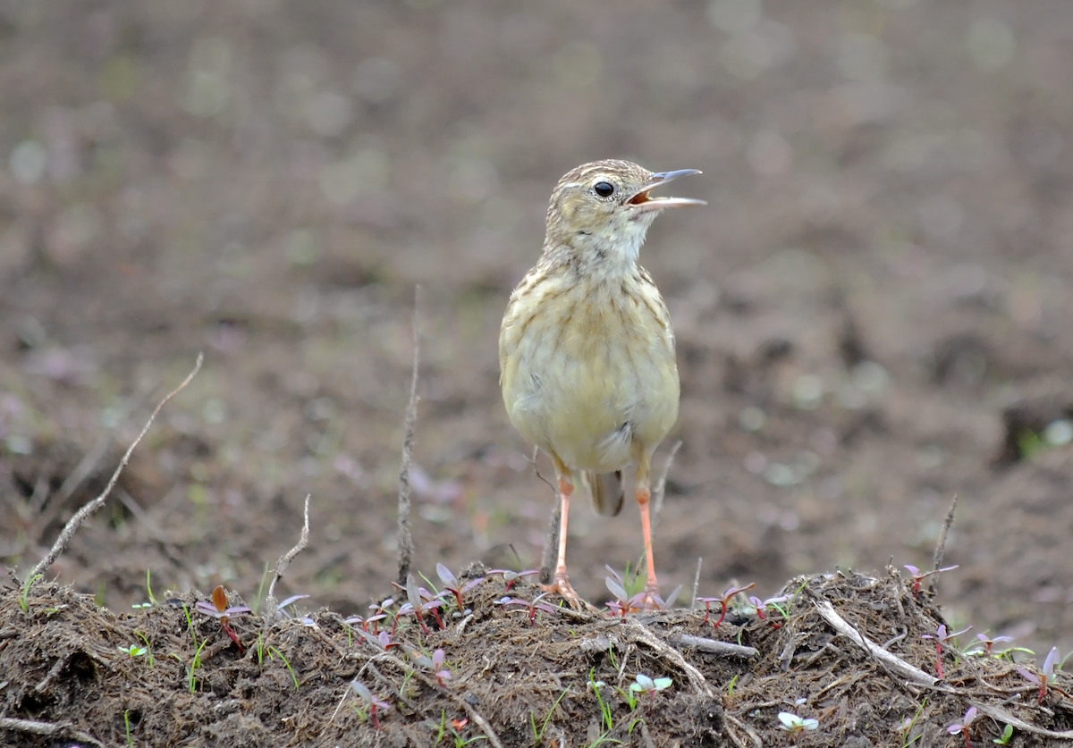 Yellowish Pipit - André Perez