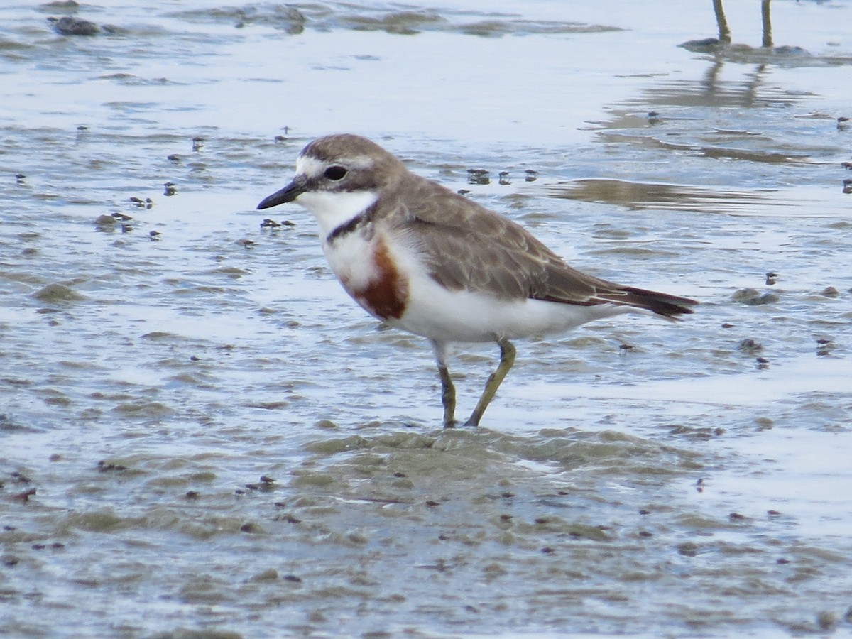 Double-banded Plover - ML183244951