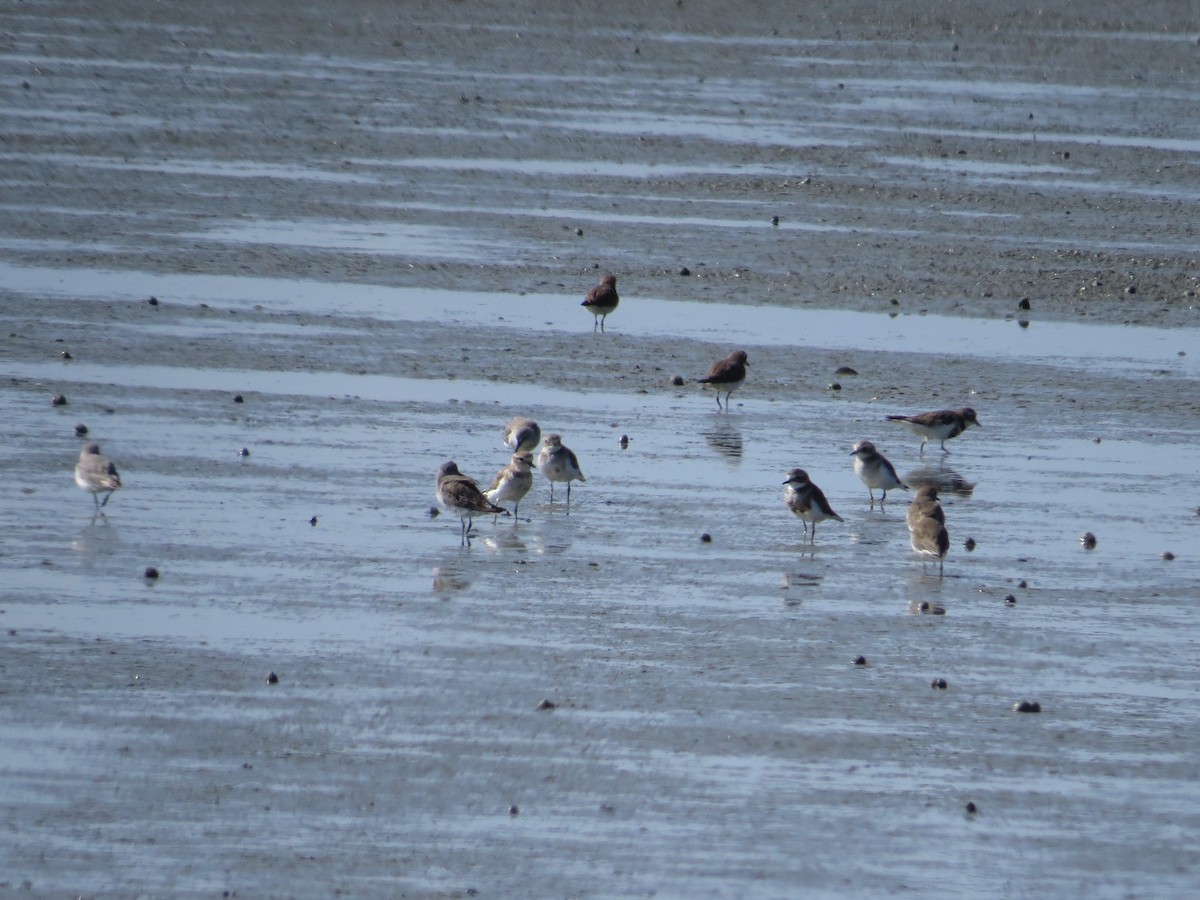 Double-banded Plover - ML183244961