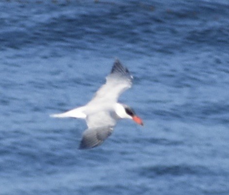 Caspian Tern - ML183245291