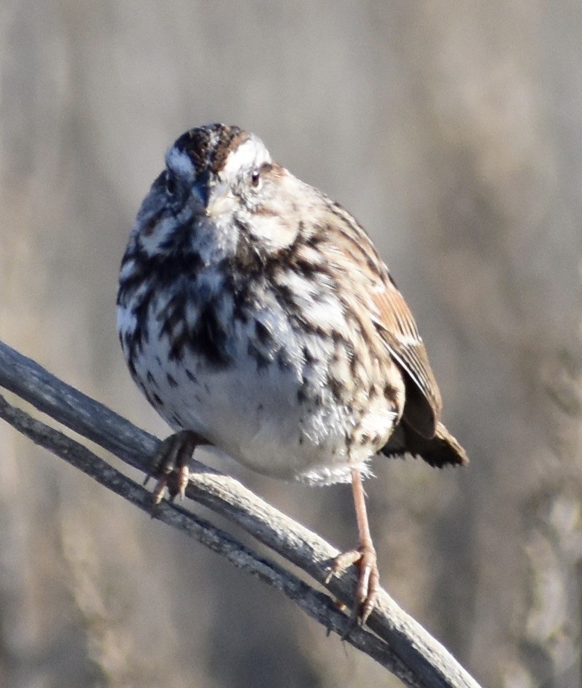 Song Sparrow - John/Linda Mendoza