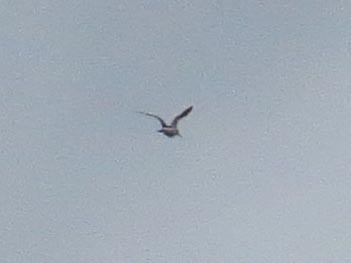 Hudsonian Godwit - ML183246671
