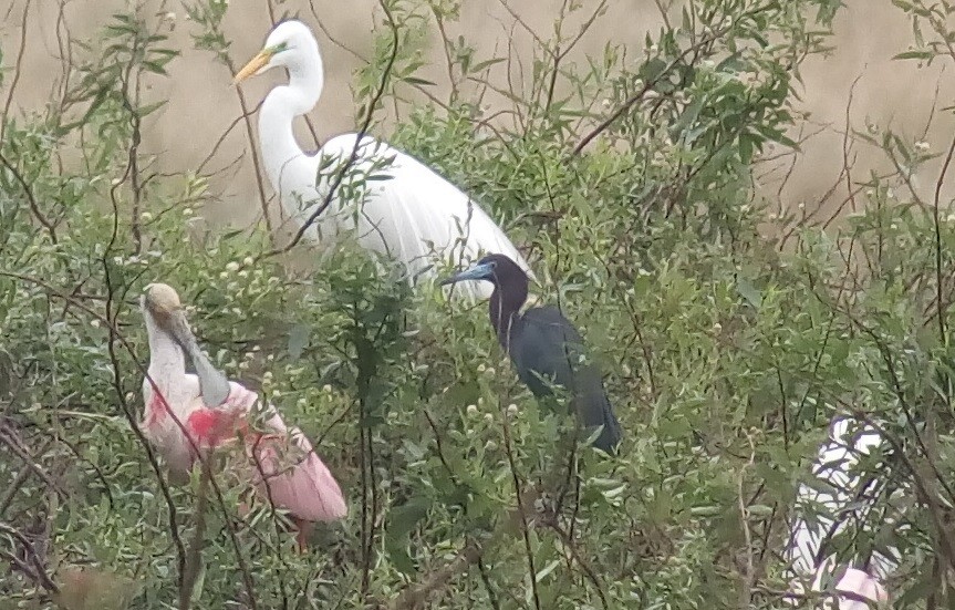 Little Blue Heron - ML183248041