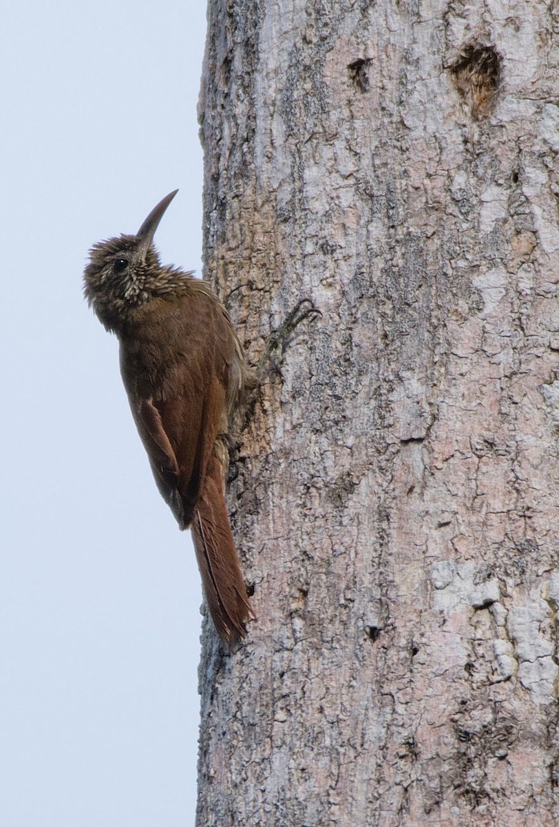 Inambari Woodcreeper - LUCIANO BERNARDES