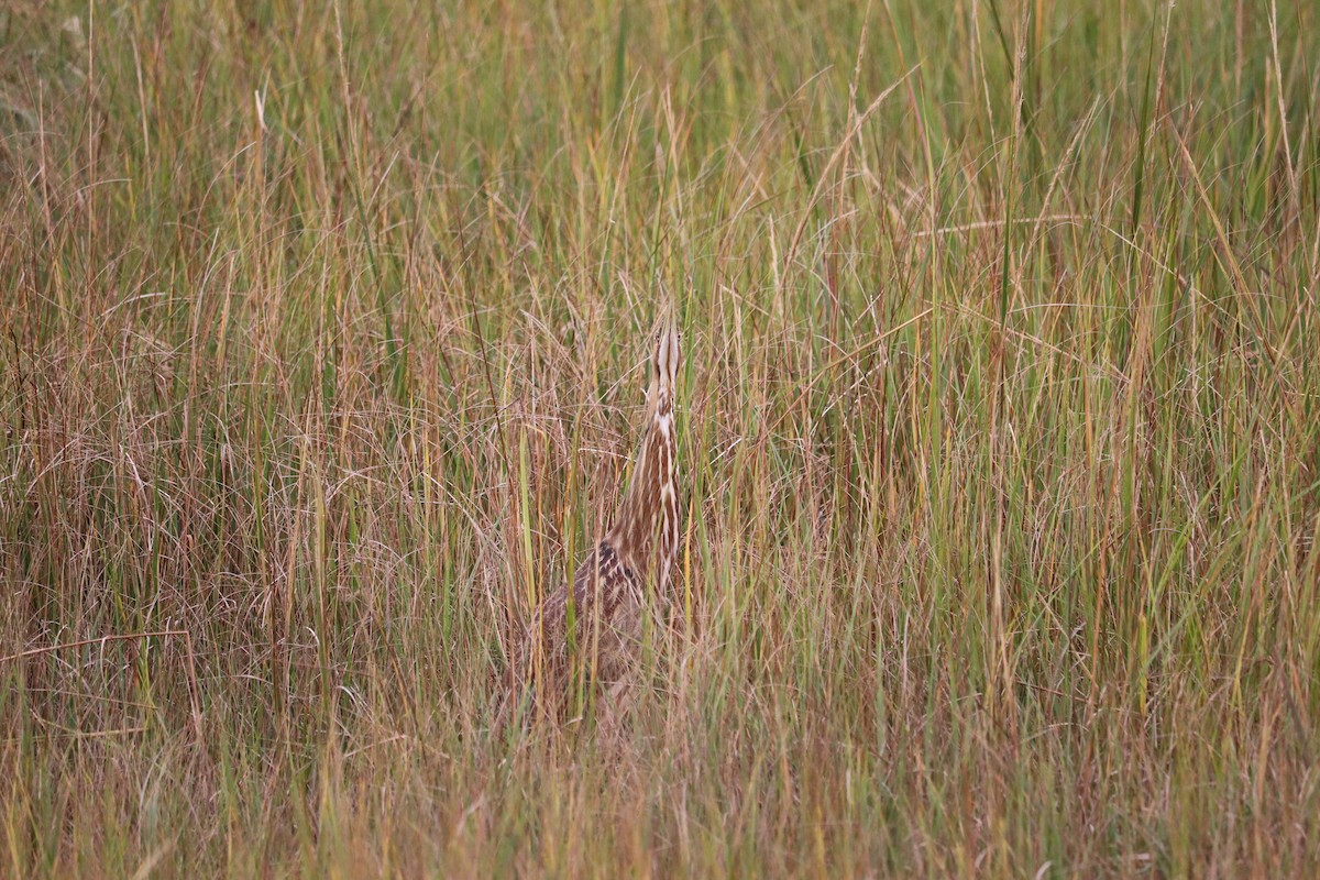 American Bittern - ML183250151