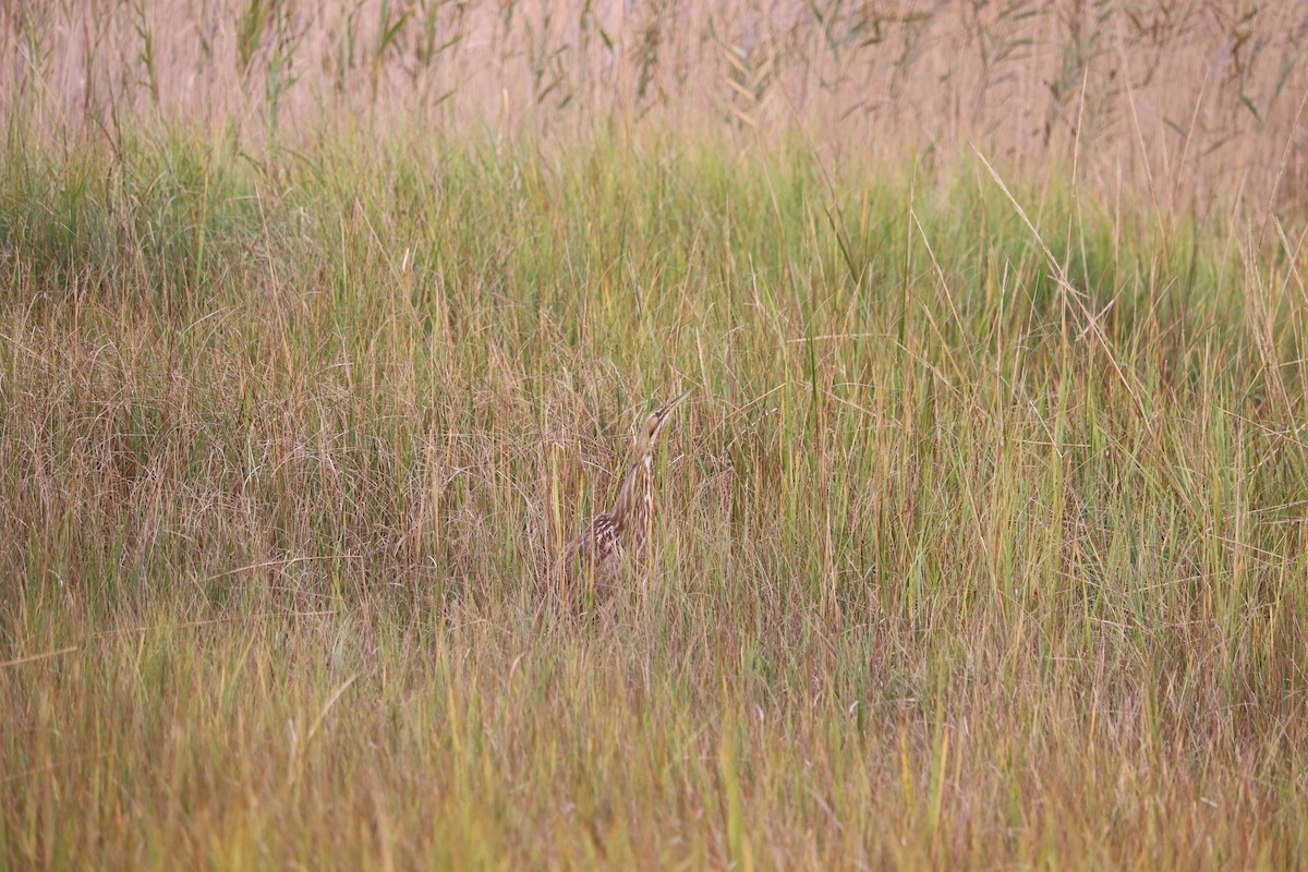 American Bittern - ML183250161