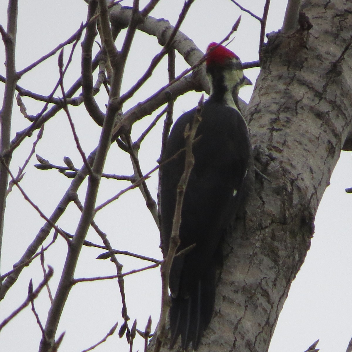 Pileated Woodpecker - ML183250801