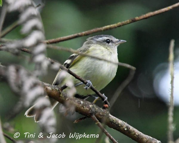 Buff-banded Tyrannulet - ML183252091