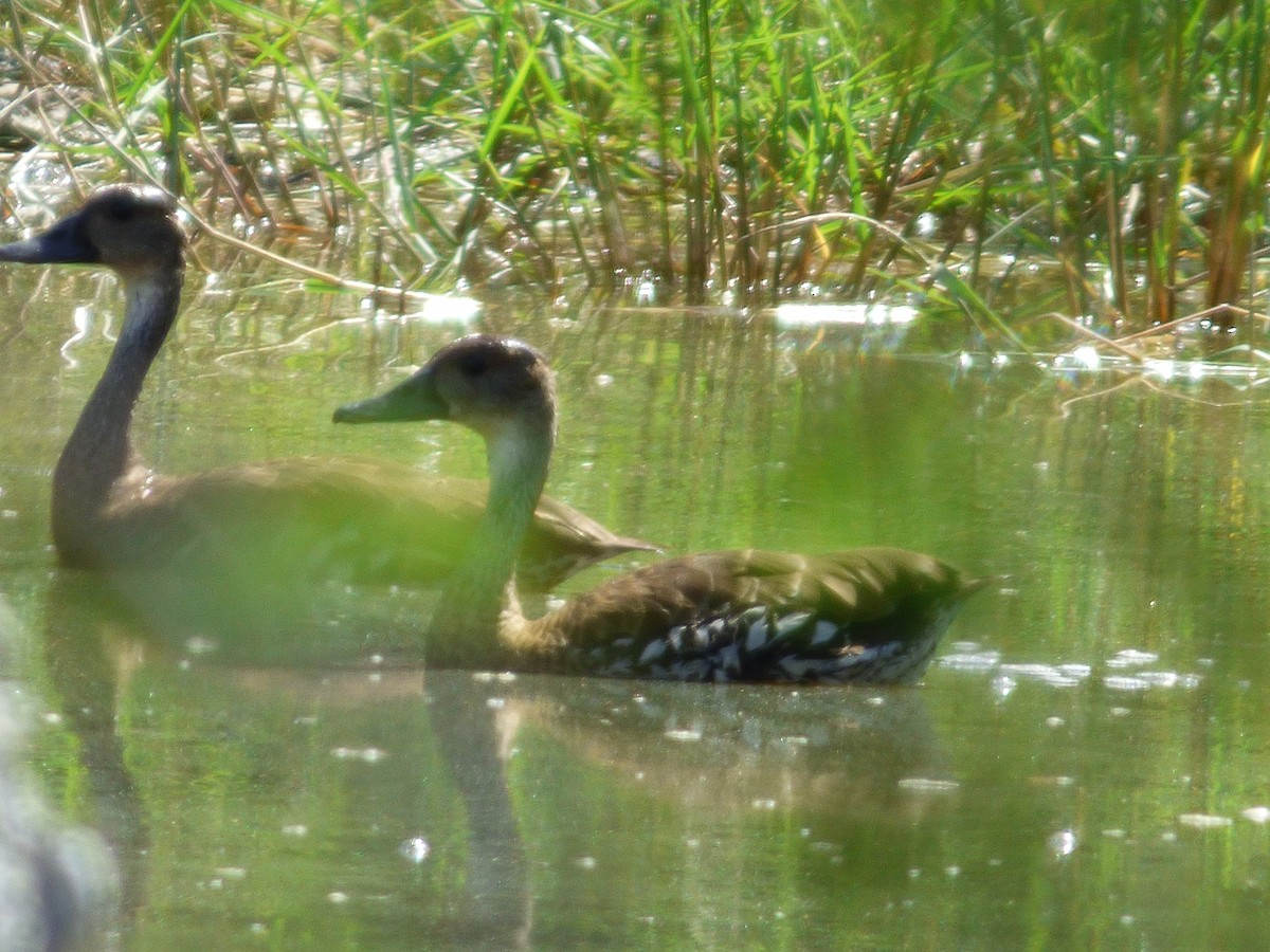 West Indian Whistling-Duck - Tarra Lindo