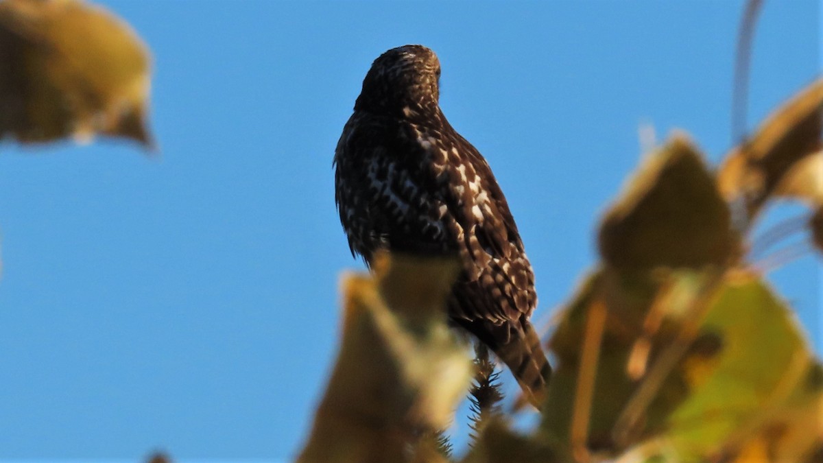 Red-tailed Hawk - ML183252791