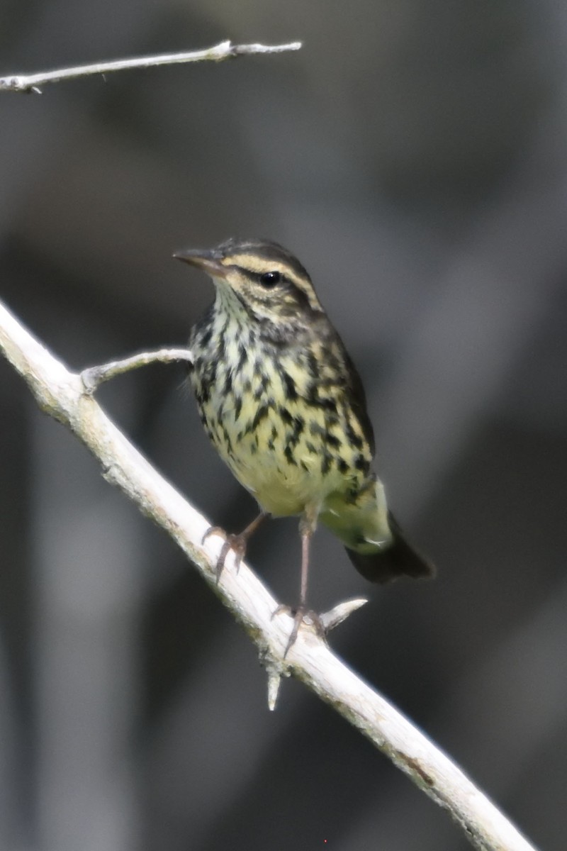 Northern Waterthrush - ML183252801