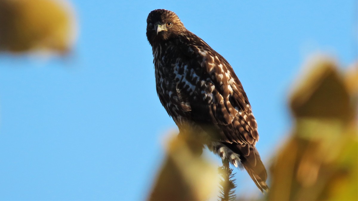 Red-tailed Hawk - ML183252841