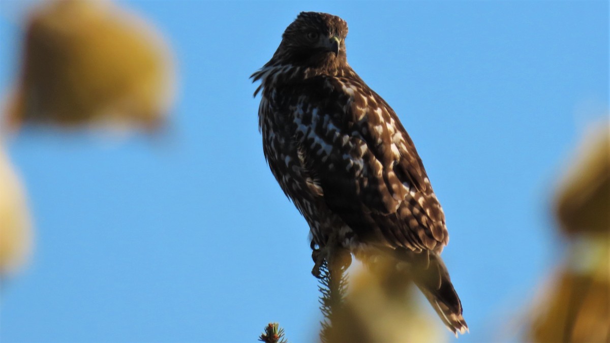 Red-tailed Hawk - ML183252851