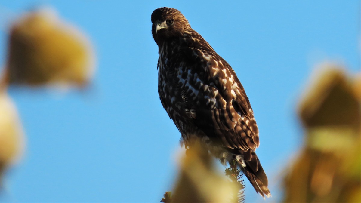 Red-tailed Hawk - ML183252861