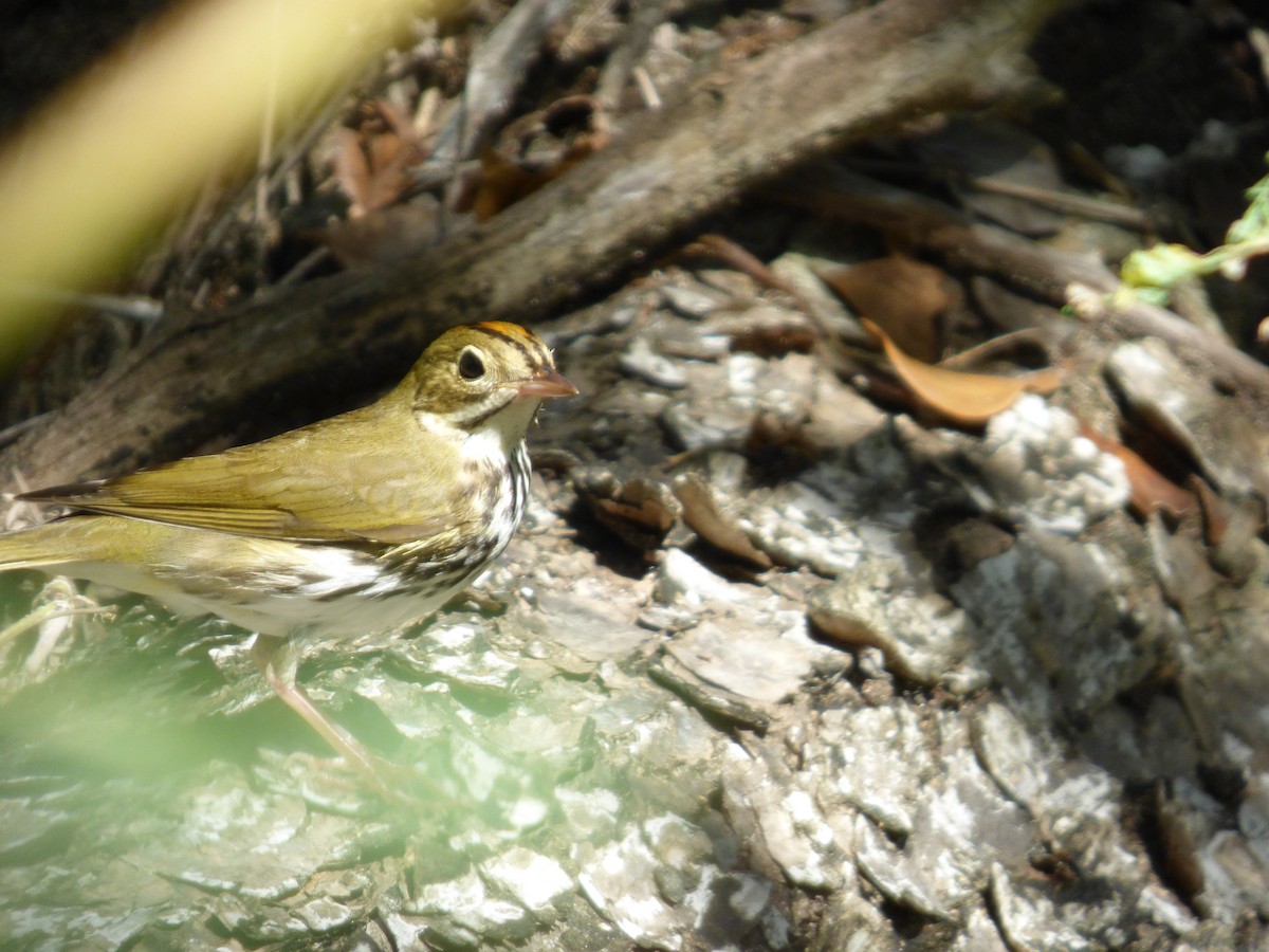 Ovenbird - ML183253351