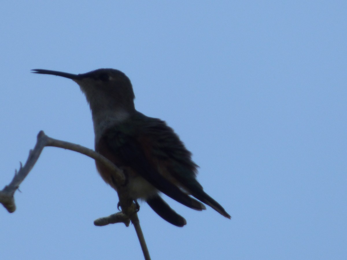 Inagua Woodstar - ML183253741