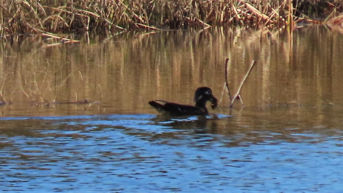 Wood Duck - ML183254941