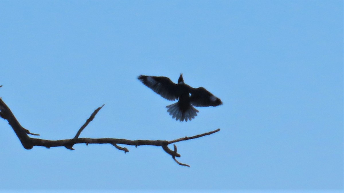 Belted Kingfisher - ML183255091