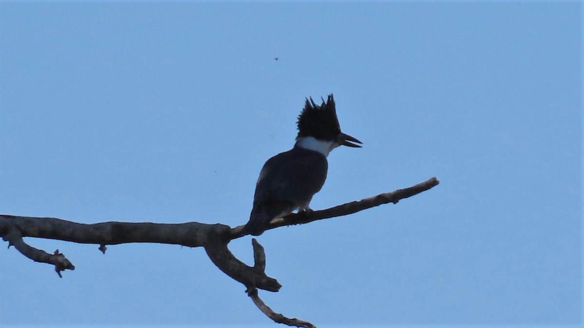 Belted Kingfisher - ML183255101