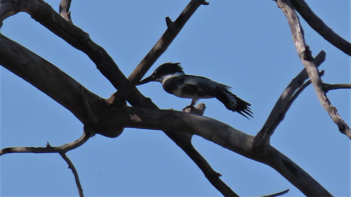 Belted Kingfisher - ML183255121