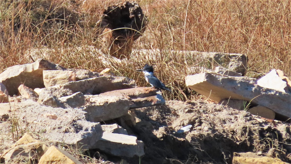 Belted Kingfisher - ML183255141