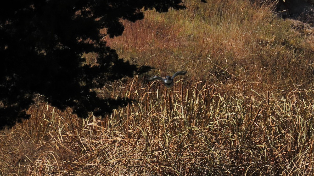 Belted Kingfisher - ML183255151