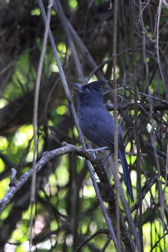 Tufted Antshrike - ML183255931