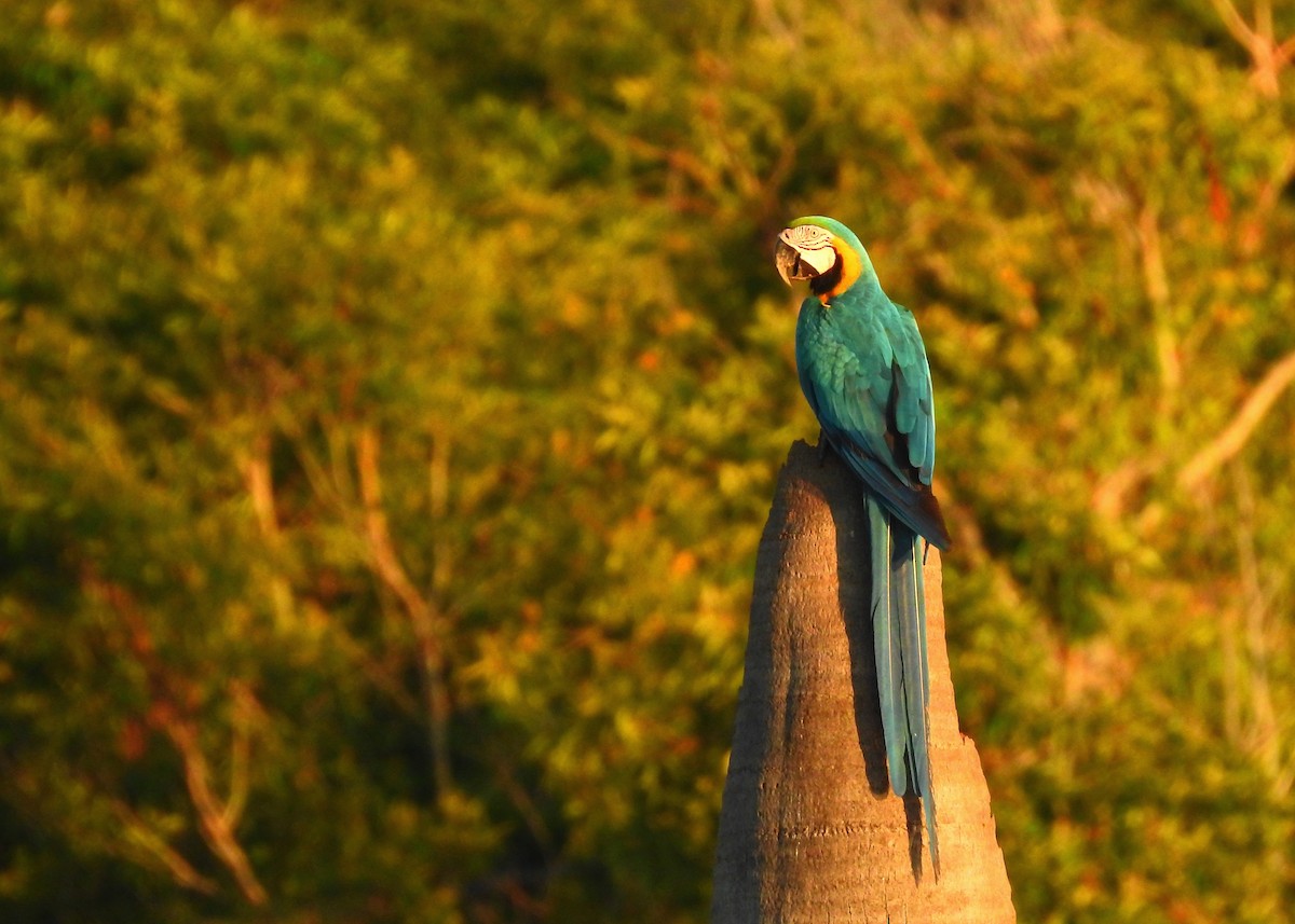 Blue-and-yellow Macaw - ML183256071