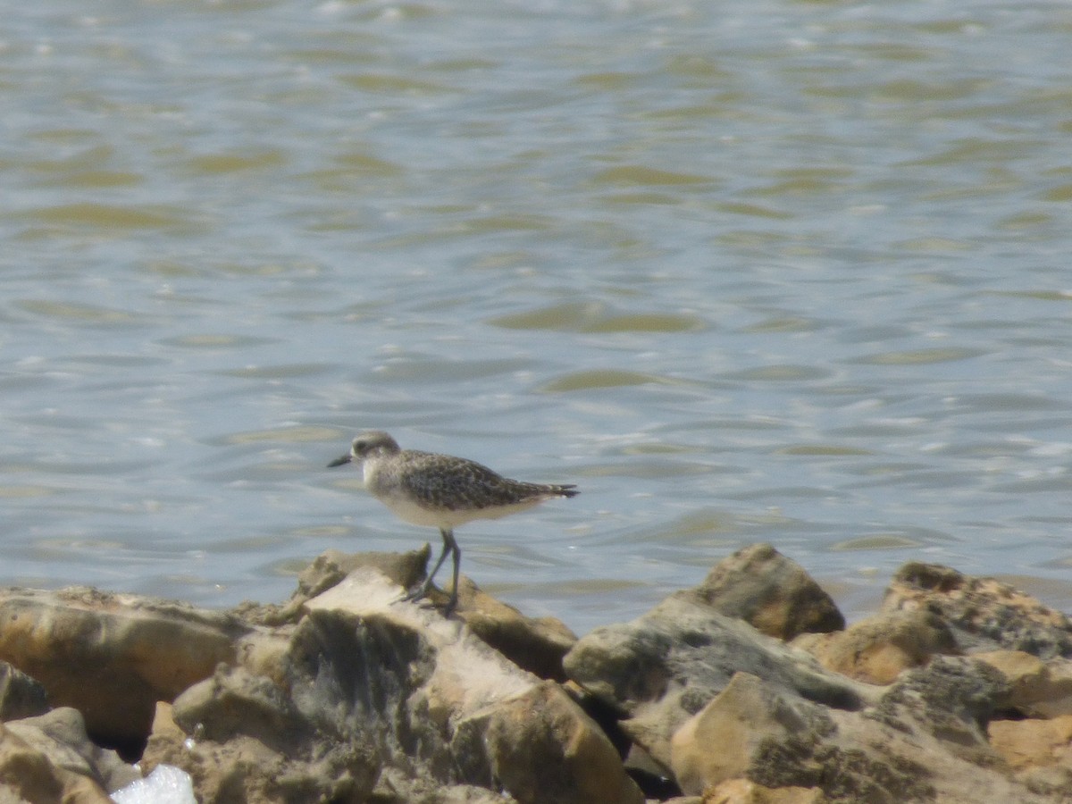 Black-bellied Plover - Tarra Lindo